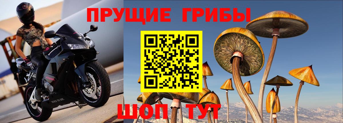 Псилоцибиновые грибы Cubensis Ступино
